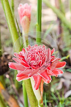 Torch ginger.