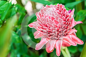 Torch ginger