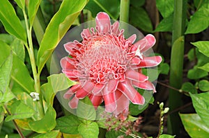 Torch ginger (awapuhi)