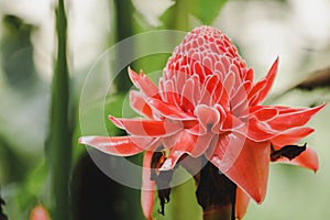 Torch Ginger is a biennial plant that has beautiful flowers.