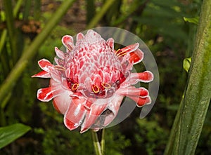 Torch Ginger photo