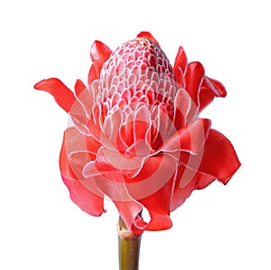 Torch Ginger