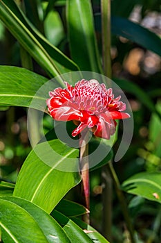 Torch Ginger Flower