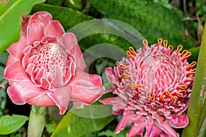 Torch ginger flower