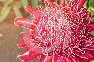 Torch ginger flower