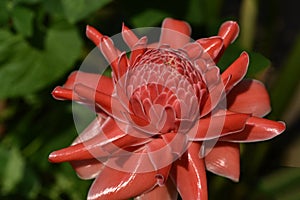 torch ginger flower , close up