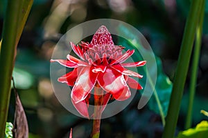 Torch Ginger Flower in Costa Rica