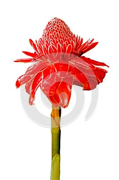 Torch ginger flower isolated