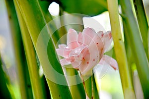 Torch ginger flower with nature bokeh background, growth during sunny day