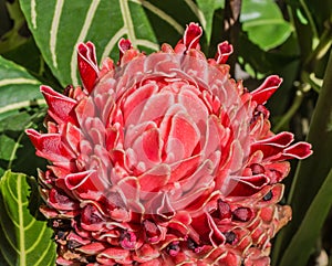 Torch ginger