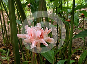 Torch Ginger Flower in tropical forest