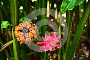 Torch ginger fruit with flowers background