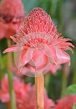 Torch Ginger