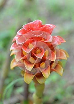 Torch Ginger