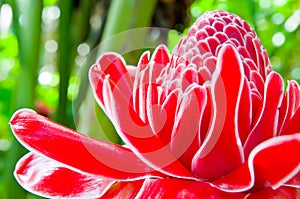 Torch ginger
