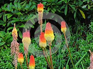 Torch Lily flowers at bloom in green garden