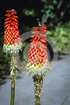 Torch lily in garden