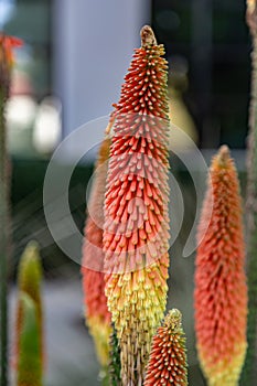 Torch Lily from Huntington botanical garden Pasadena California photo