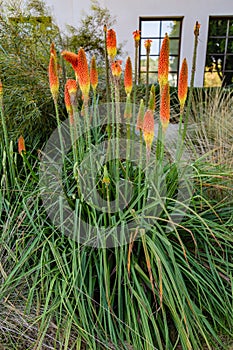 Torch Lily from Huntington botanical garden Pasadena California photo