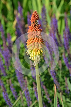 Torch Lily (Kniphofia uvaria) photo