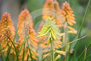   híbrido a naranja flores 