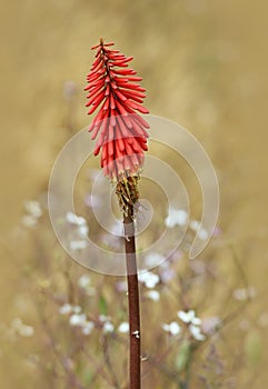 Torch Lily (Red Hot Fire Poker)