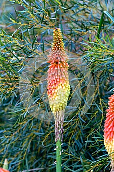 Torch Lily from Huntington botanical garden Pasadena California photo