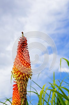 Torch Lily sky