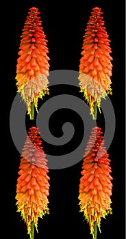Torch Lily (Tritoma) Live Bareroot Perennial Plant