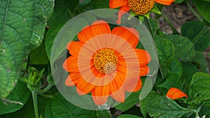 Torch Mexican sunflower Tithonia rotundifolia, blooming