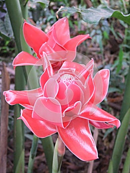 TorchGinger Zingiberales Ã Â¸âÃ Â¸Â²Ã Â¸Â«Ã Â¸Â¥Ã Â¸Â²