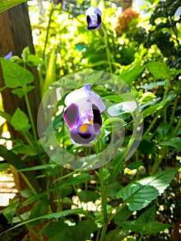 Torenia also called wishbone flowers, bluewings.