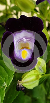 Torenia flower bloom with purple and lavender shades