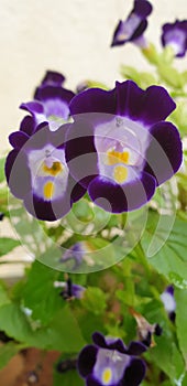 Torenia flowers bloom with purple and lavender shades