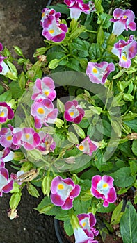 Torenia fournieri also called as wishbone flower or bluewings flower for multipurpose use