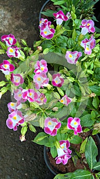 Torenia fournieri also called as wishbone flower or bluewings flower for multipurpose use