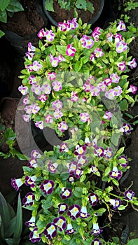 Torenia fournieri also called as wishbone flower or bluewings flower for multipurpose use