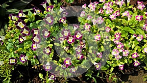 Torenia fournieri also called as wishbone flower or bluewings flower for multipurpose use