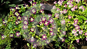 Torenia fournieri also called as wishbone flower or bluewings flower for multipurpose use