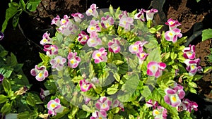 Torenia fournieri also called as wishbone flower or bluewings flower for multipurpose use