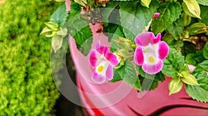 Torenia Fournieri blooming or Wishbone flower blossom in garden photo