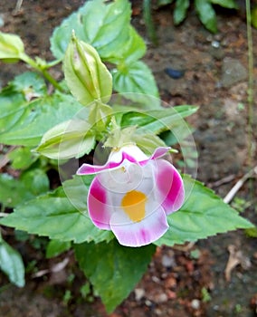 Torenia fournieri, the bluewings or wishbone flower