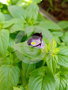 Torenia fournieri the bluewings or wishbone flower is an annual plant in the Linderniaceae