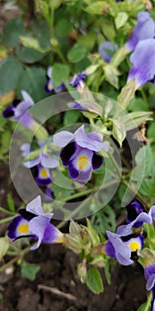 Torenia Fournieri, the bluewings or wishbone flower is an annual plant in the linderniaceae family