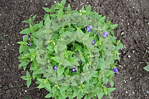 Torenia fournieri the bluewings or wishbone flower plant in a garden. Its plant is a short ground-hugging.