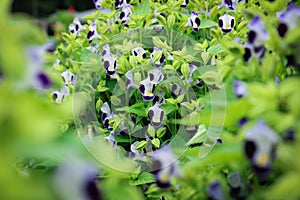 Torenia fournieri Lindl or Wishbone flower blooming in field plant.