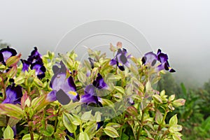 Torenia Fournieri, wishbone flower in the mist