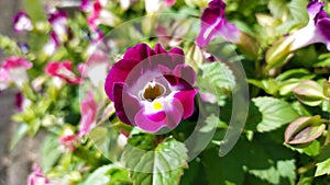 Torenia fournieri / Wishbone flower plant