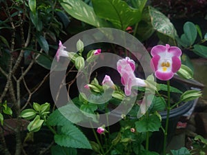 Torenia fournieri or wishbone in this photo is pink and in bloom