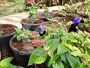 Torenia or wishbone